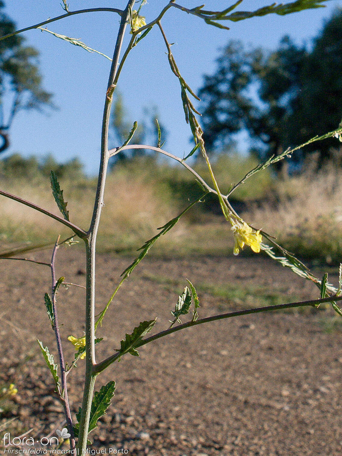 Hirschfeldia incana - Flor (geral) | Miguel Porto; CC BY-NC 4.0