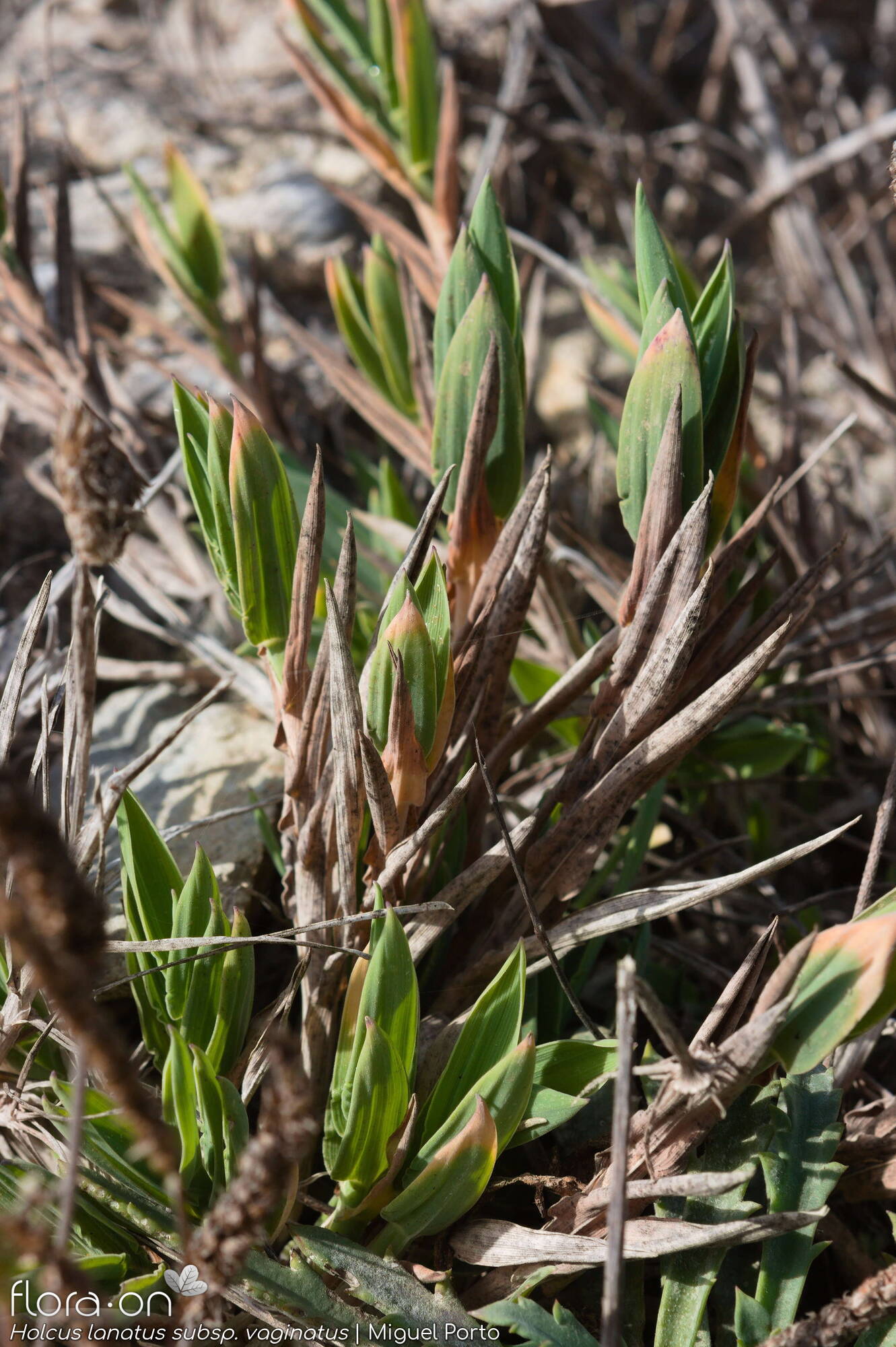 Holcus lanatus - Hábito | Miguel Porto; CC BY-NC 4.0