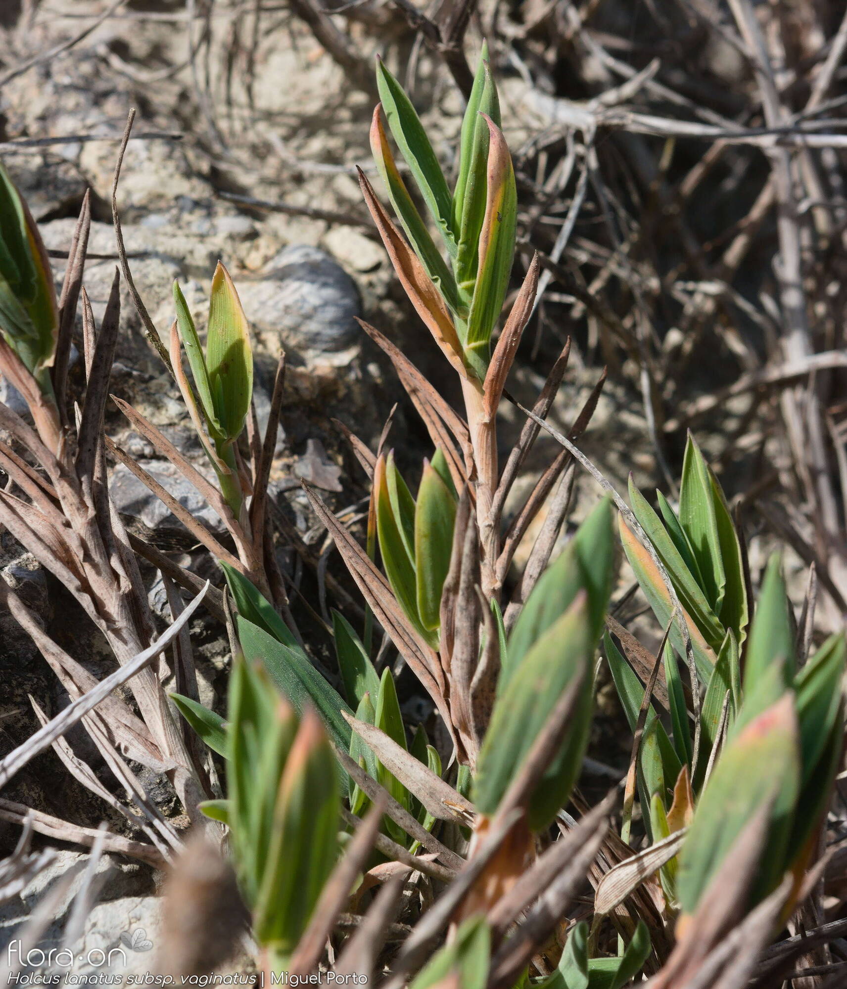 Holcus lanatus - Hábito | Miguel Porto; CC BY-NC 4.0