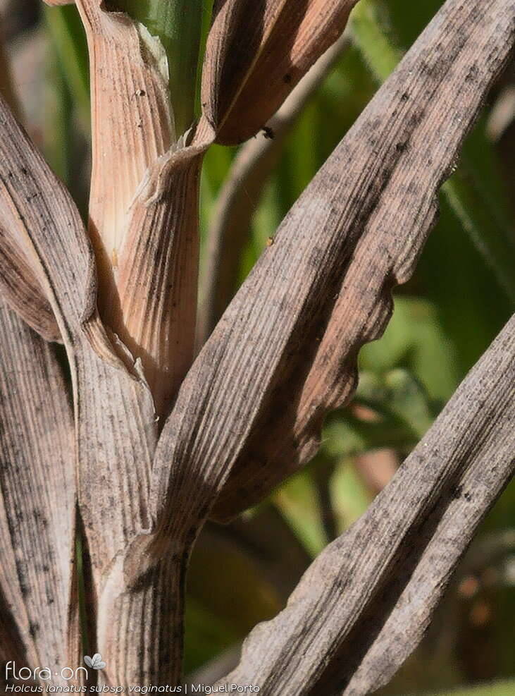 Holcus lanatus - Folha | Miguel Porto; CC BY-NC 4.0