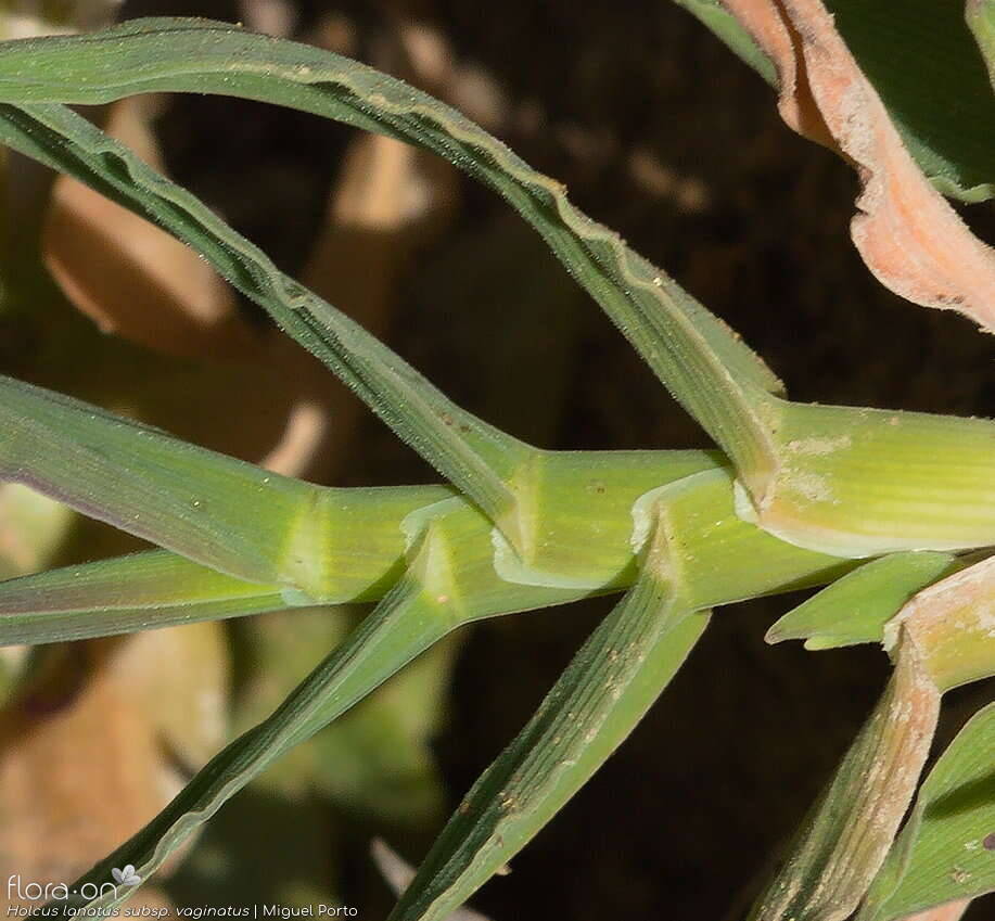 Holcus lanatus - Folha | Miguel Porto; CC BY-NC 4.0