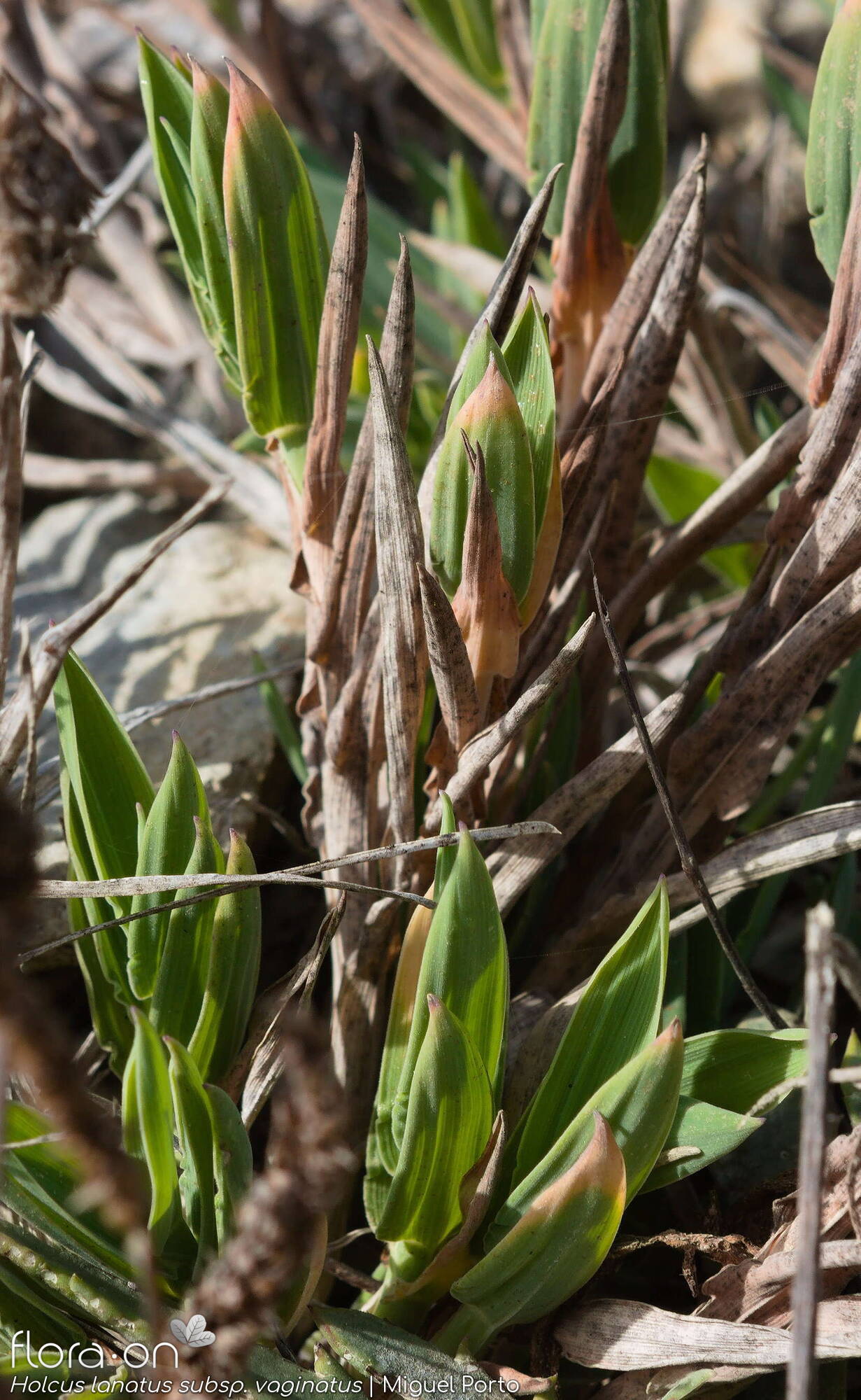 Holcus lanatus - Folha (geral) | Miguel Porto; CC BY-NC 4.0