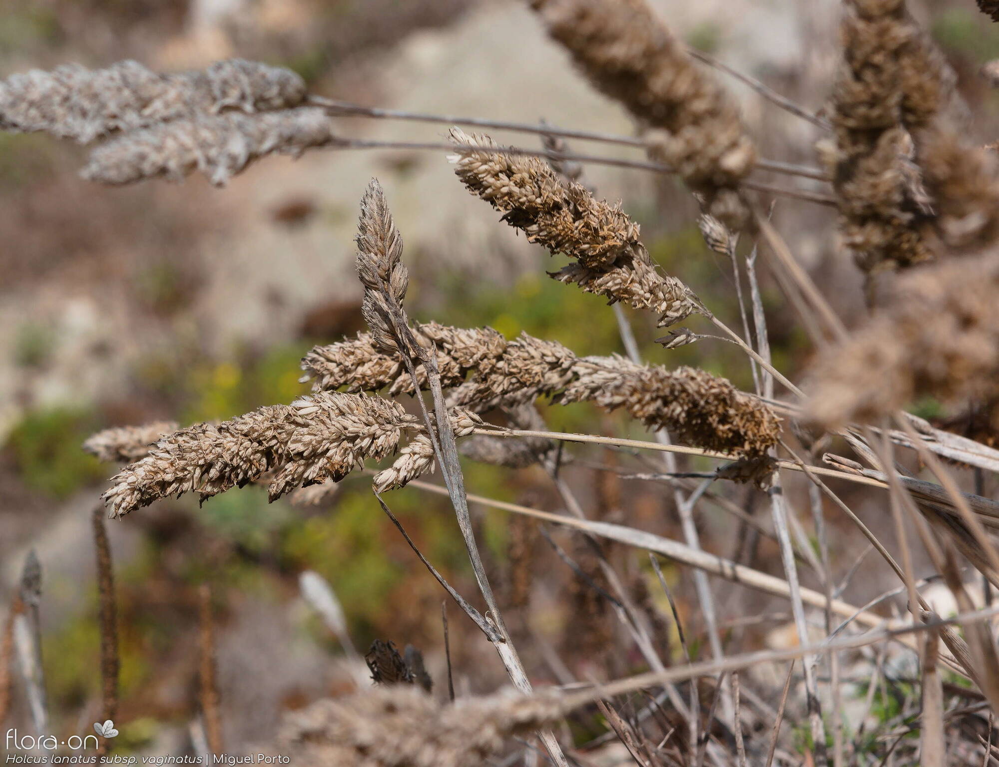 Holcus lanatus - Flor (geral) | Miguel Porto; CC BY-NC 4.0