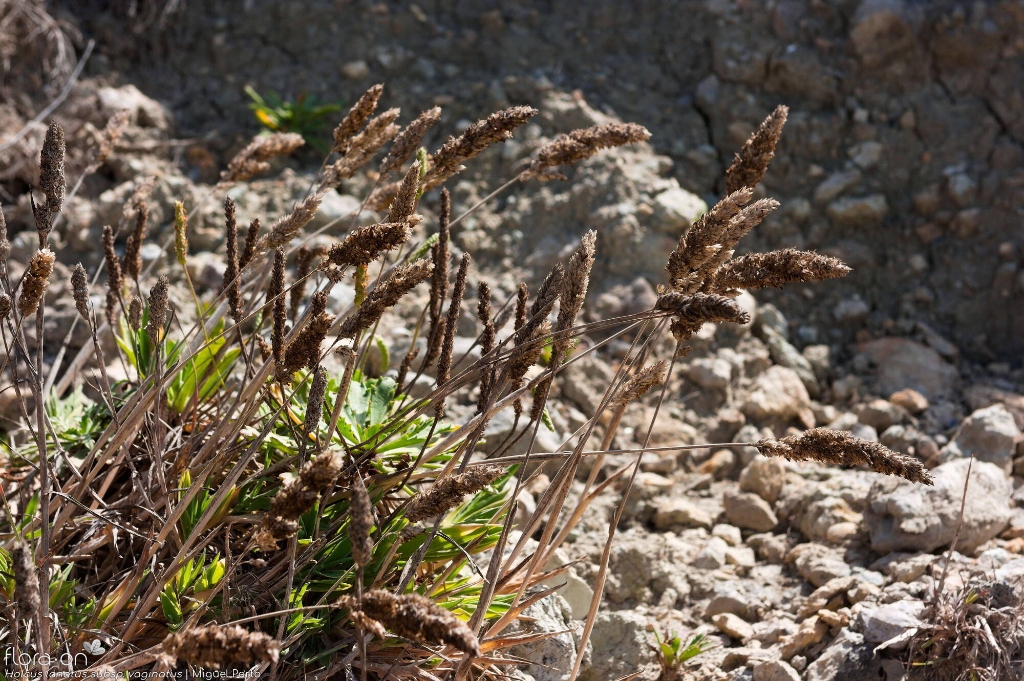 Holcus lanatus - Hábito | Miguel Porto; CC BY-NC 4.0