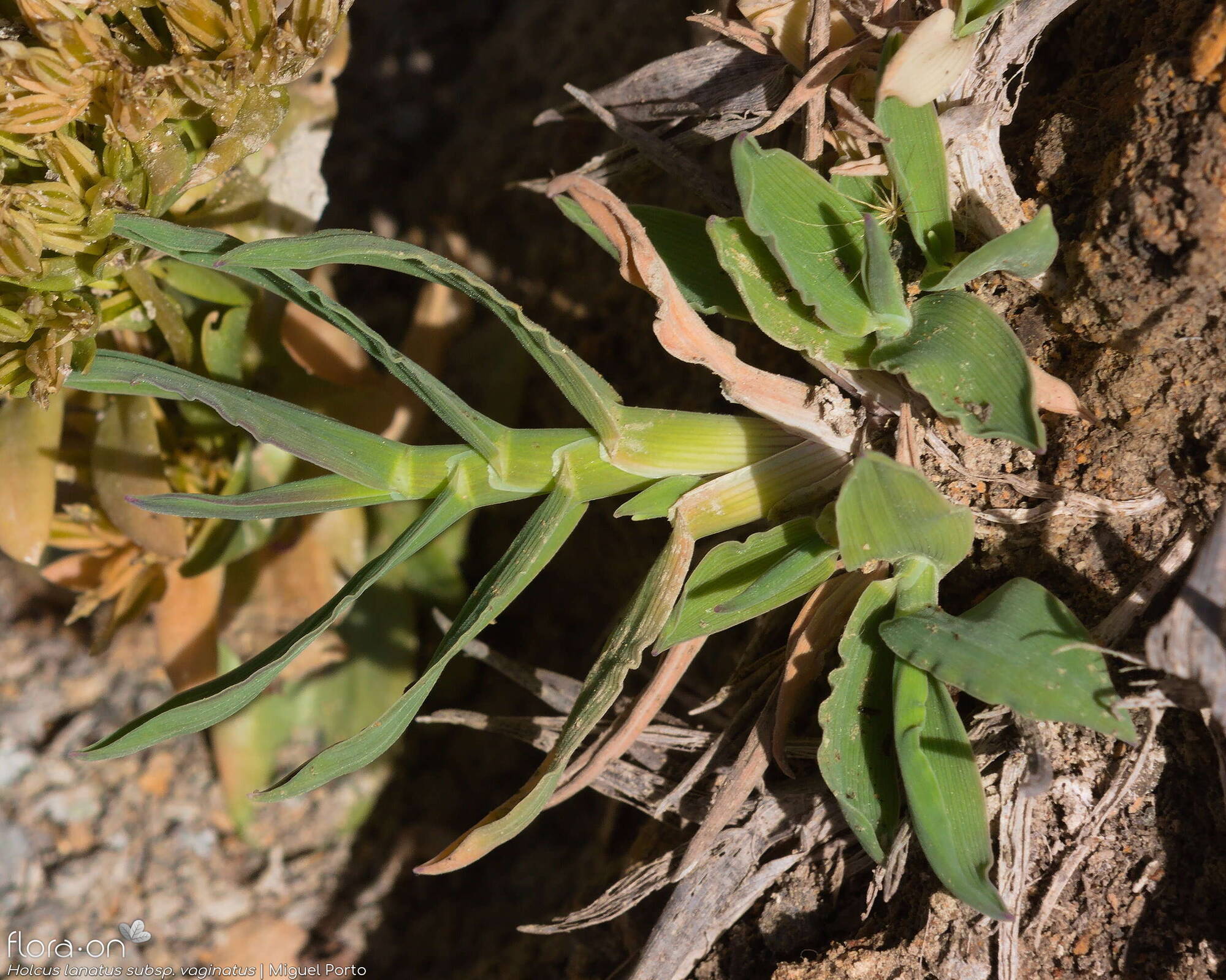 Holcus lanatus - Folha (geral) | Miguel Porto; CC BY-NC 4.0