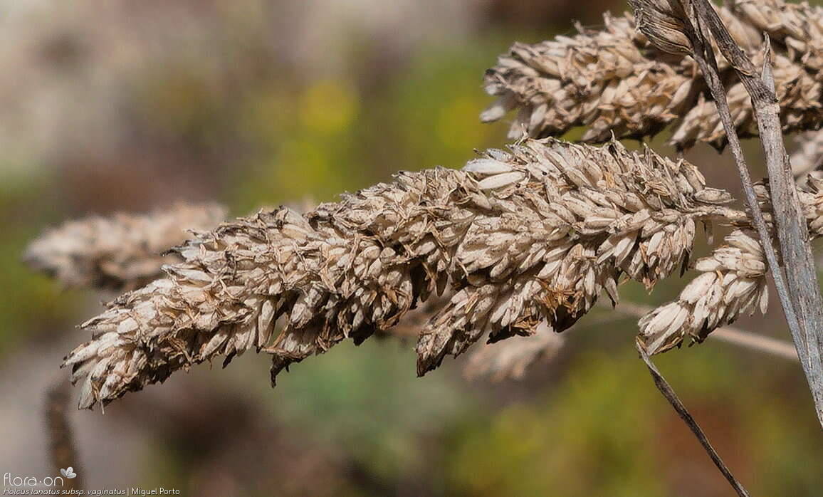 Holcus lanatus - Espigueta | Miguel Porto; CC BY-NC 4.0