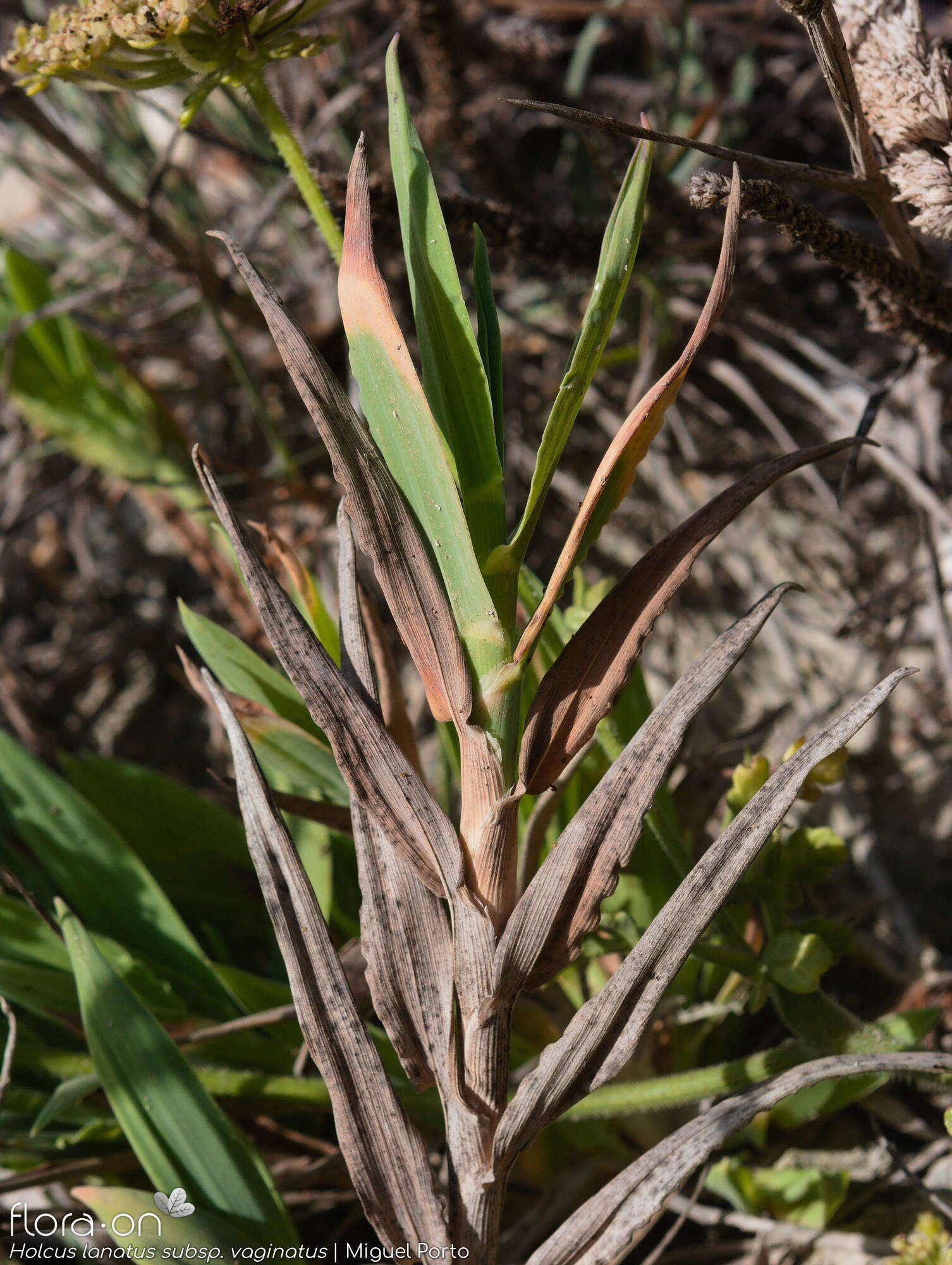 Holcus lanatus - Folha (geral) | Miguel Porto; CC BY-NC 4.0