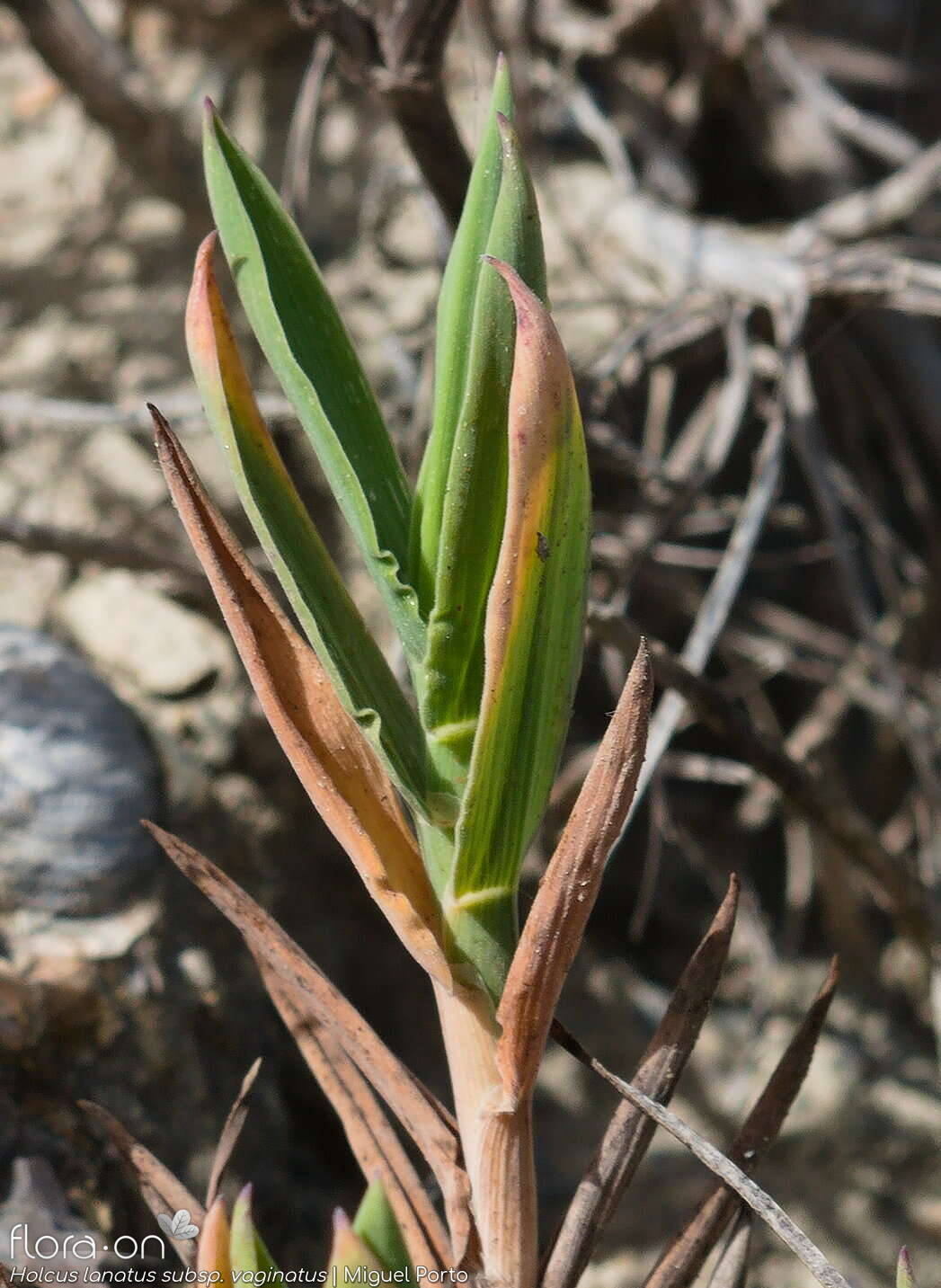 Holcus lanatus - Folha (geral) | Miguel Porto; CC BY-NC 4.0