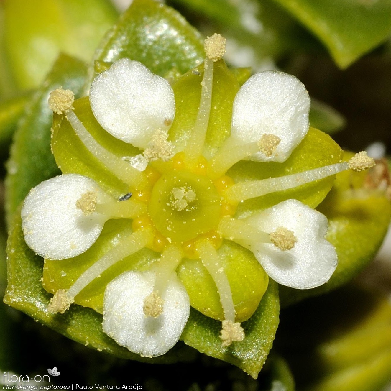 Honckenya peploides - Flor (close-up) | Paulo Ventura Araújo; CC BY-NC 4.0