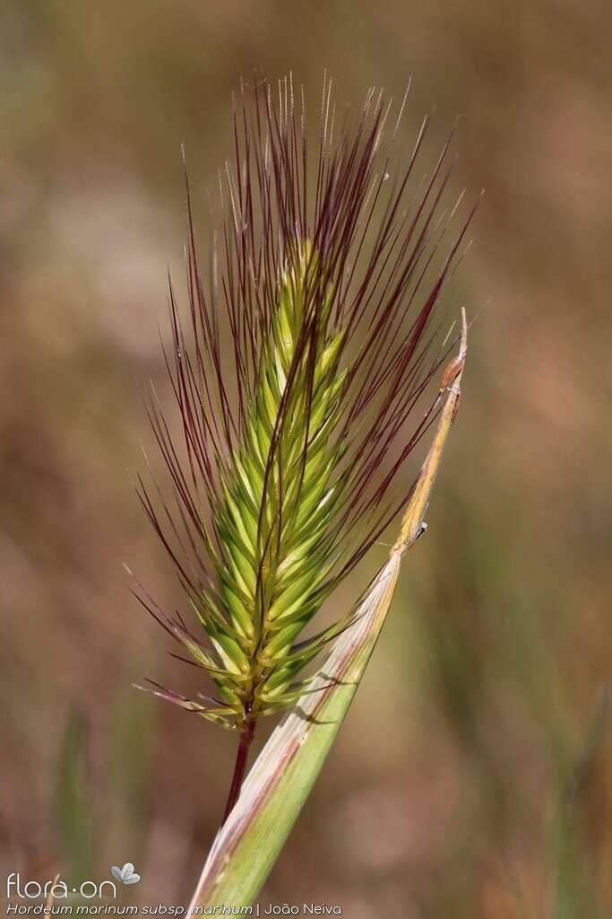 Hordeum marinum marinum - Flor (geral) | João Neiva; CC BY-NC 4.0