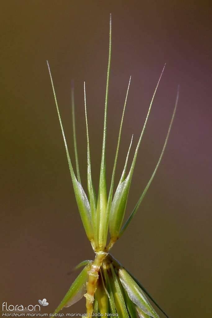 Hordeum marinum marinum - Espigueta | João Neiva; CC BY-NC 4.0