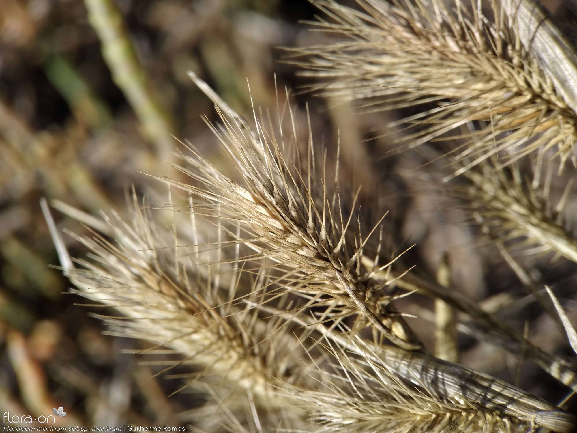 Hordeum marinum marinum - Flor (geral) | Guilherme Ramos; CC BY-NC 4.0