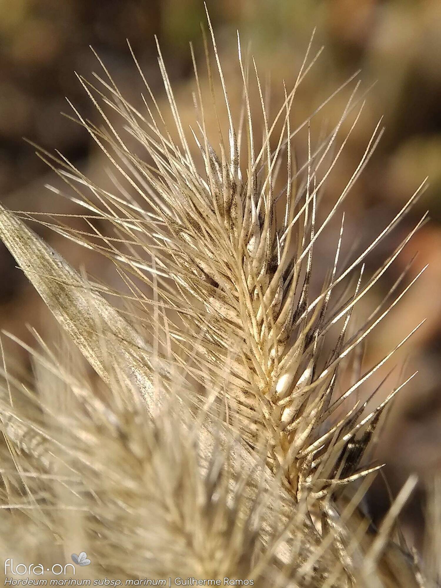 Hordeum marinum marinum - Flor (geral) | Guilherme Ramos; CC BY-NC 4.0