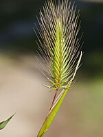 Hordeum marinum