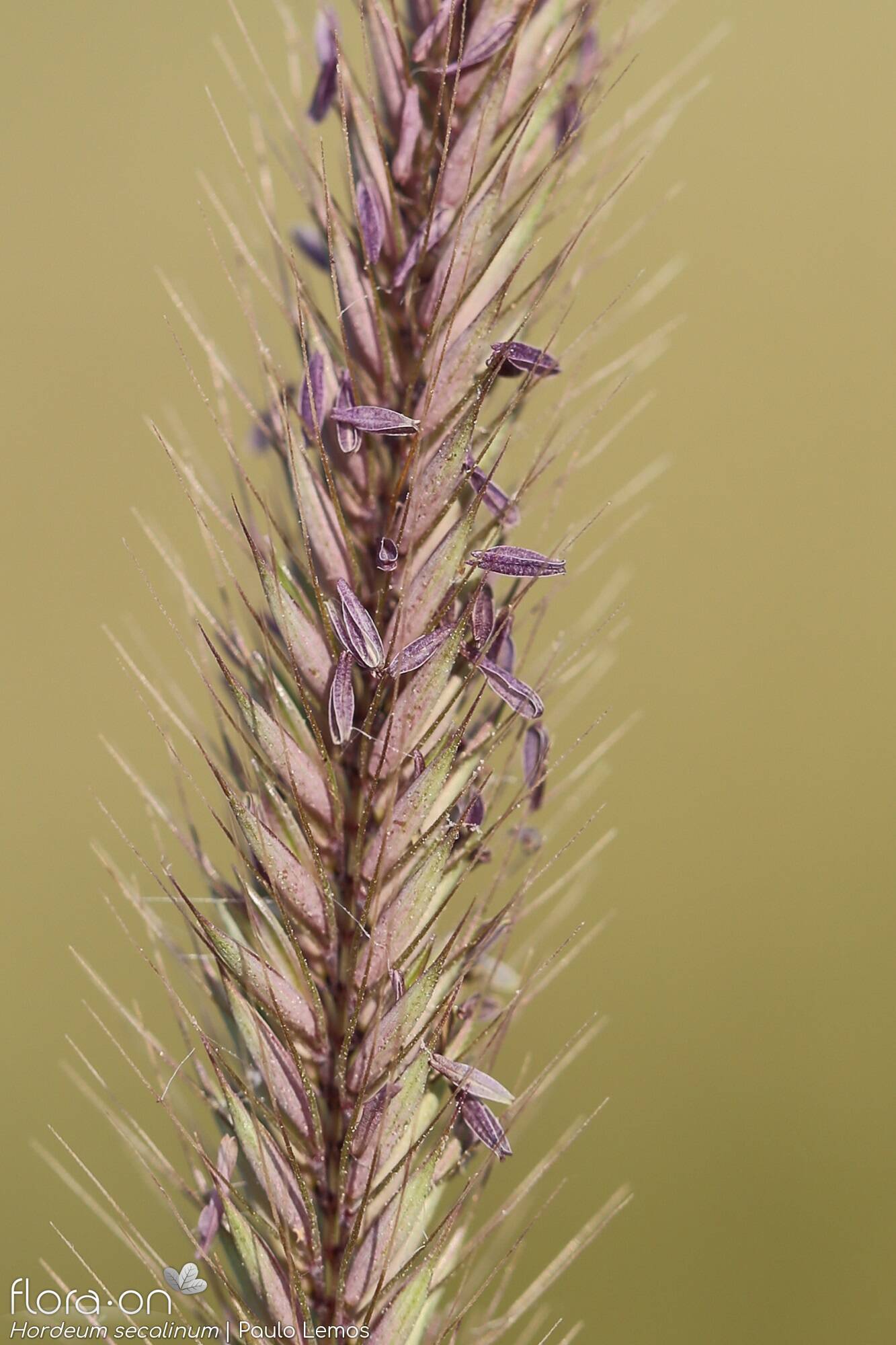 Hordeum secalinum - Flor (close-up) | Paulo Lemos; CC BY-NC 4.0