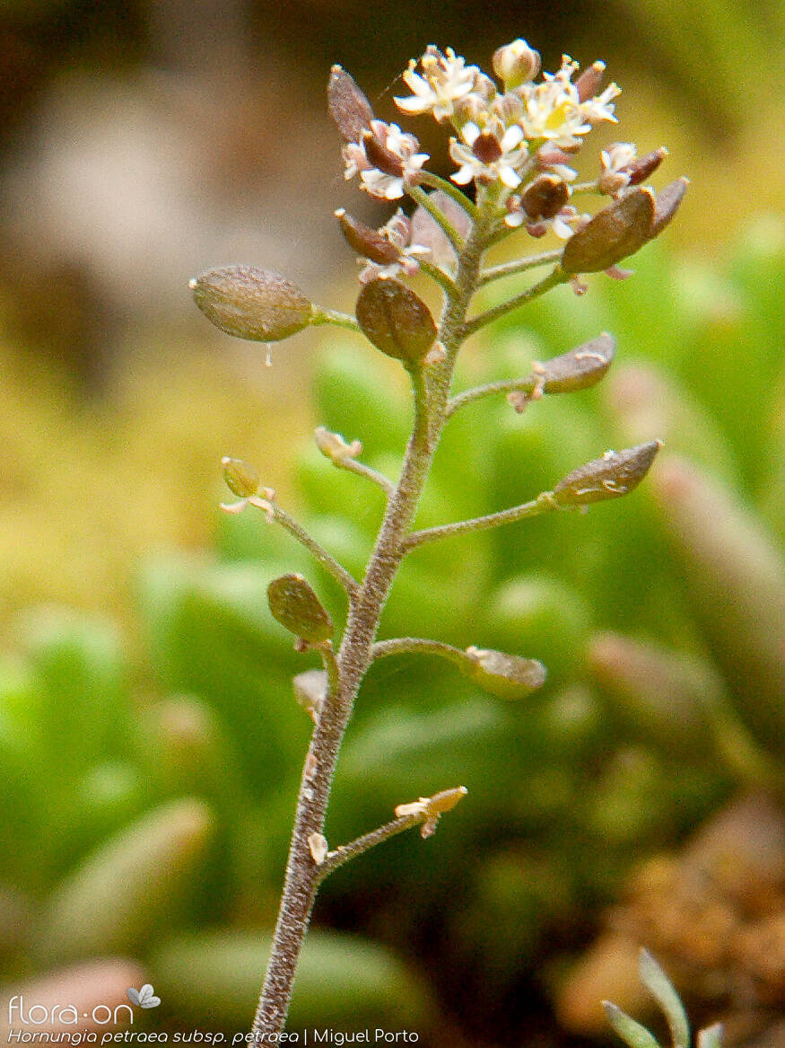 Hornungia petraea petraea - Flor (geral) | Miguel Porto; CC BY-NC 4.0