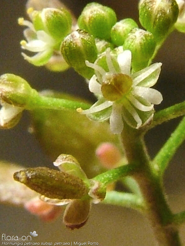 Hornungia petraea petraea - Flor (close-up) | Miguel Porto; CC BY-NC 4.0