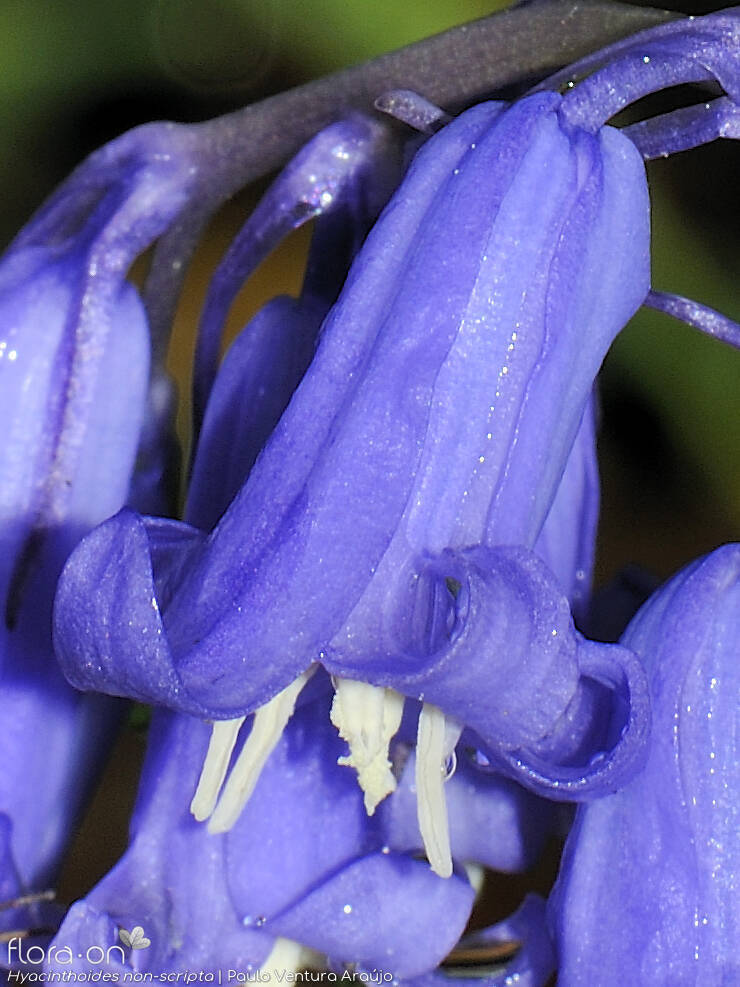 Hyacinthoides non-scripta - Flor (close-up) | Paulo Ventura Araújo; CC BY-NC 4.0