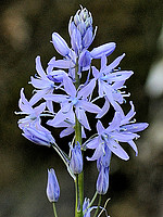 Hyacinthoides paivae