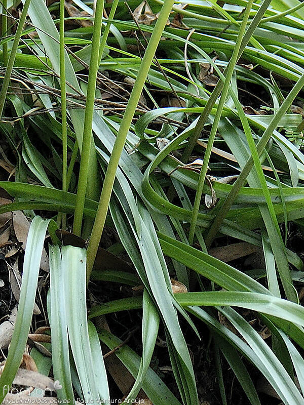 Hyacinthoides paivae - Folha (geral) | Paulo Ventura Araújo; CC BY-NC 4.0