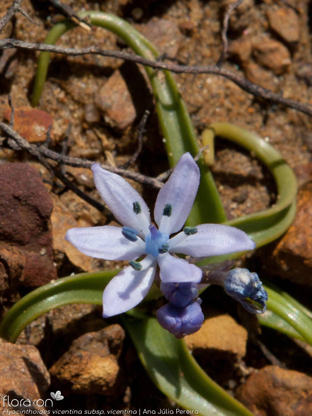 Hyacinthoides vicentina - Flor (close-up) | Ana Júlia Pereira; CC BY-NC 4.0