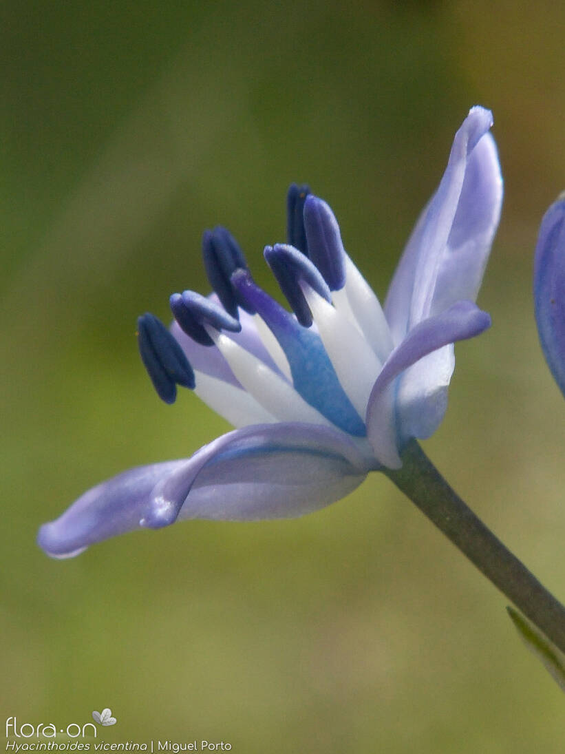 Hyacinthoides vicentina - Flor (close-up) | Miguel Porto; CC BY-NC 4.0