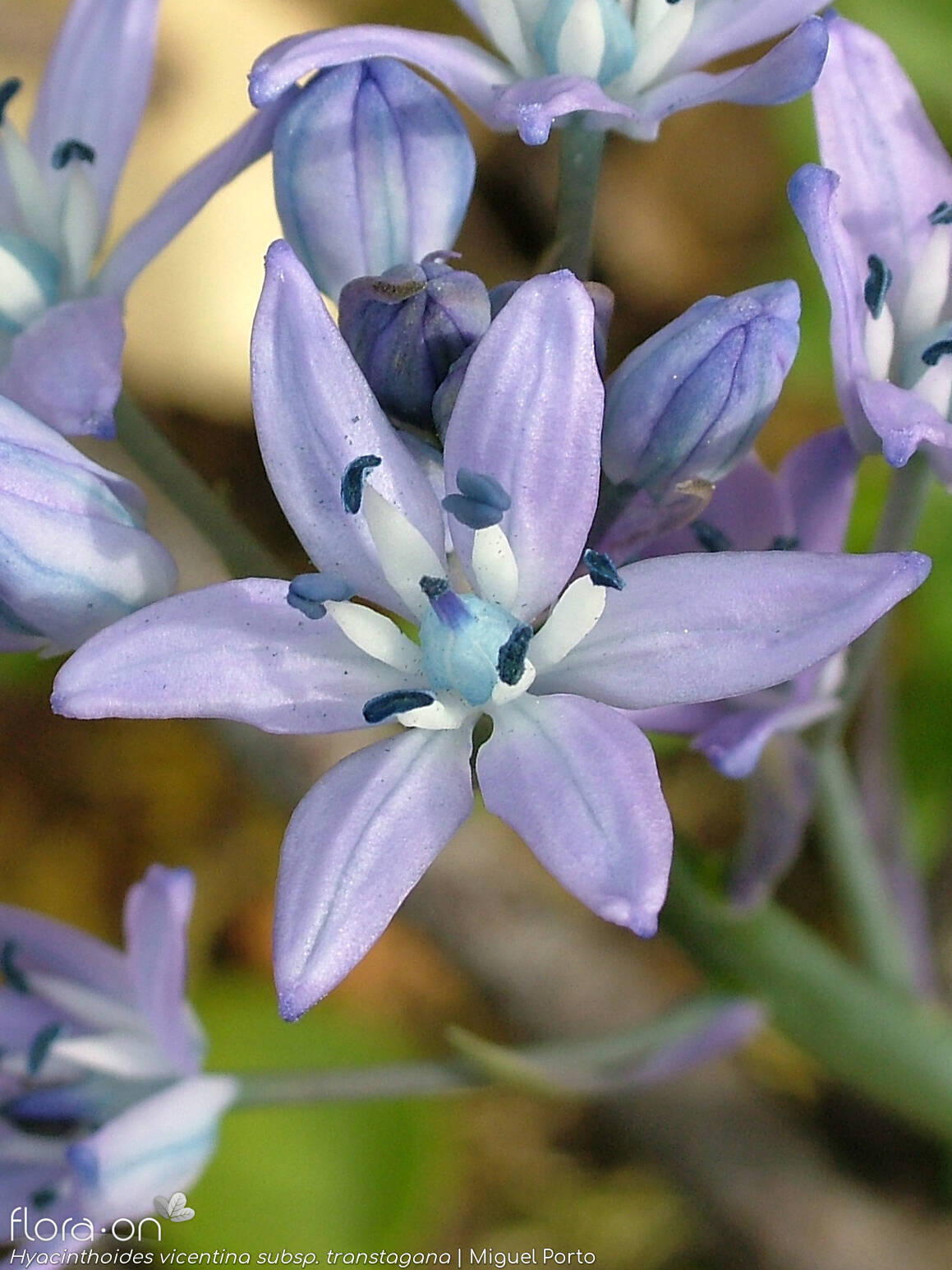Hyacinthoides vicentina - Flor (close-up) | Miguel Porto; CC BY-NC 4.0