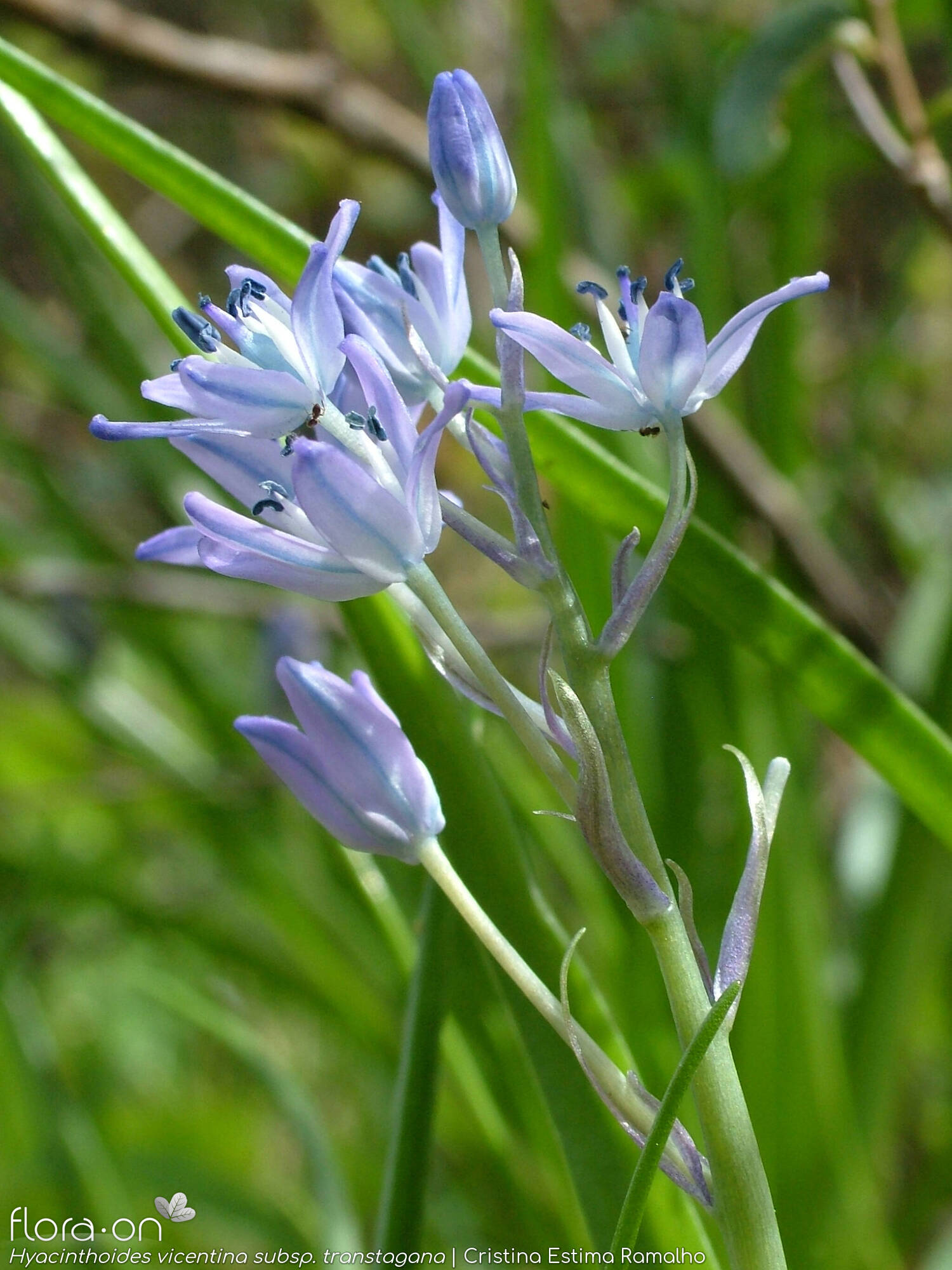 Hyacinthoides vicentina - Flor (geral) | Cristina Estima Ramalho; CC BY-NC 4.0