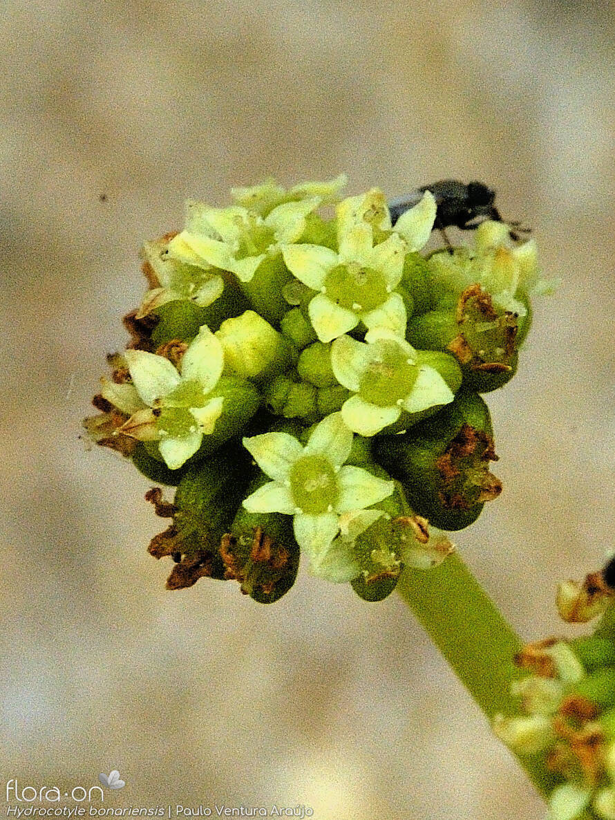 Hydrocotyle bonariensis - Flor (close-up) | Paulo Ventura Araújo; CC BY-NC 4.0