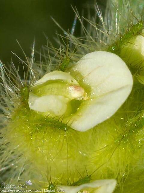 Hymenocarpos cornicina - Flor (close-up) | Miguel Porto; CC BY-NC 4.0