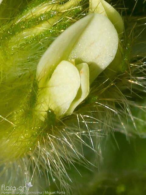 Hymenocarpos cornicina - Flor (close-up) | Miguel Porto; CC BY-NC 4.0