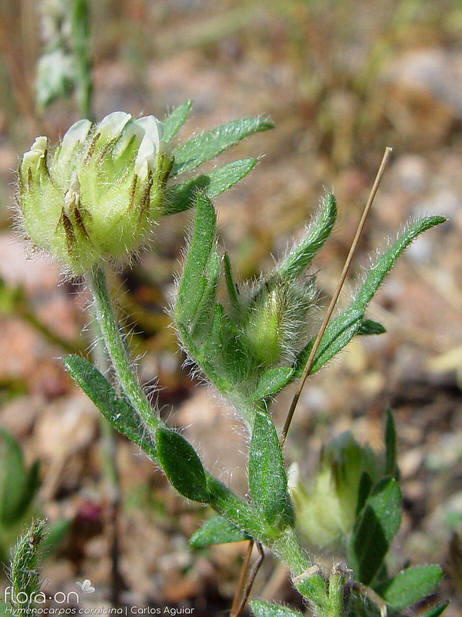 Hymenocarpos cornicina - Flor (geral) | Carlos Aguiar; CC BY-NC 4.0