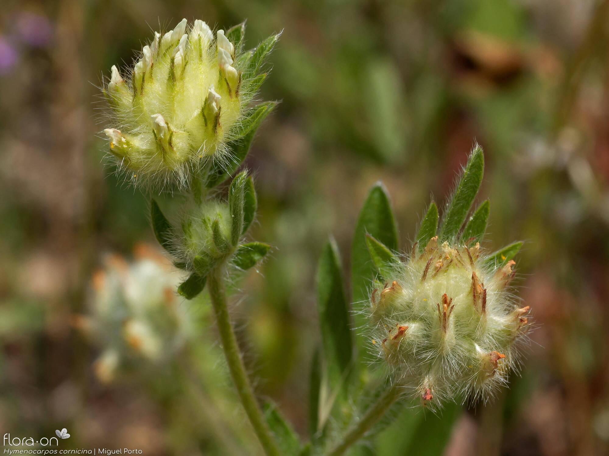Hymenocarpos cornicina - Flor (geral) | Miguel Porto; CC BY-NC 4.0