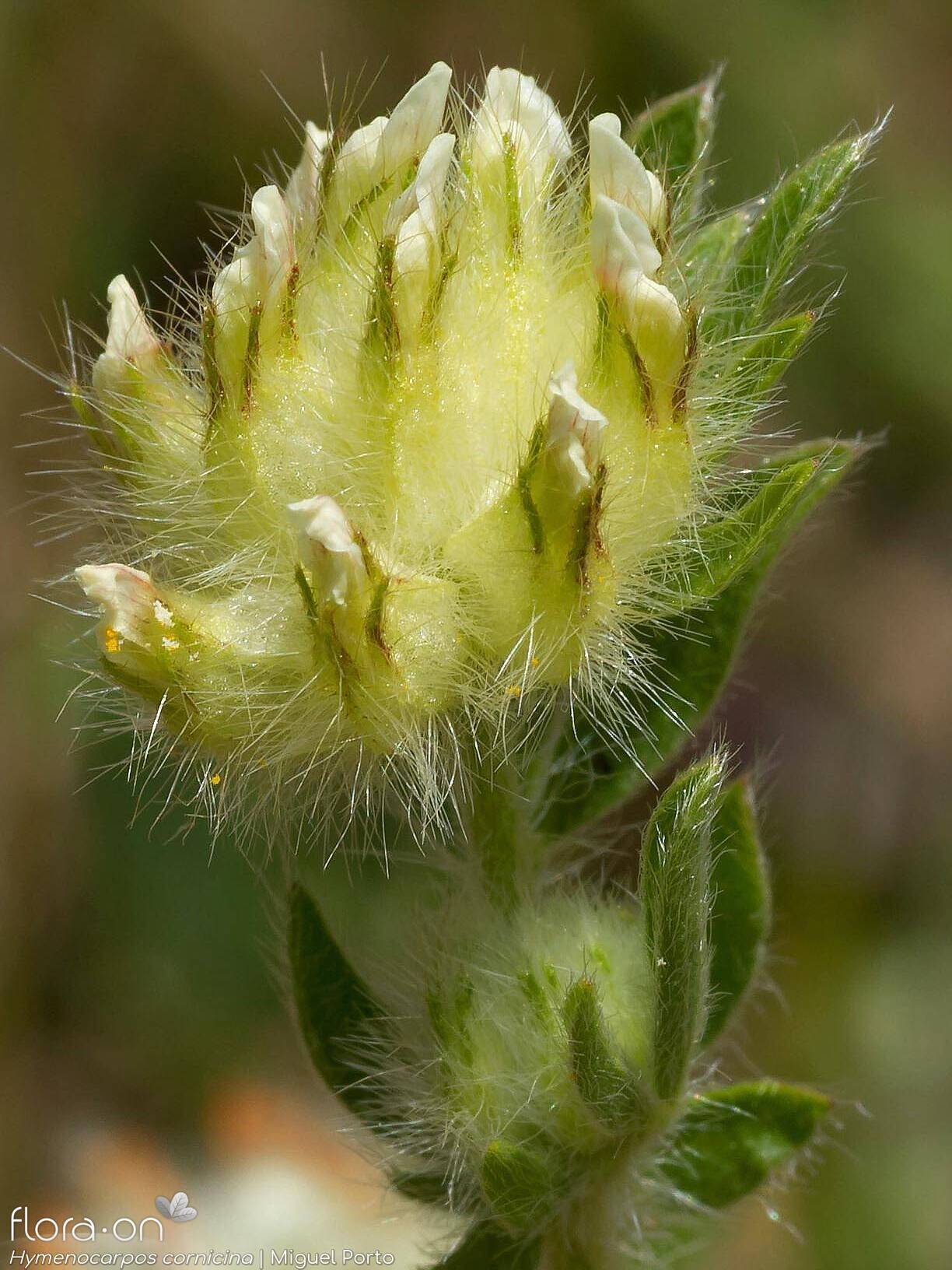 Hymenocarpos cornicina - Flor (geral) | Miguel Porto; CC BY-NC 4.0