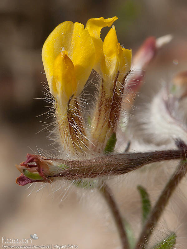 Hymenocarpos hamosus - Flor (close-up) | Miguel Porto; CC BY-NC 4.0