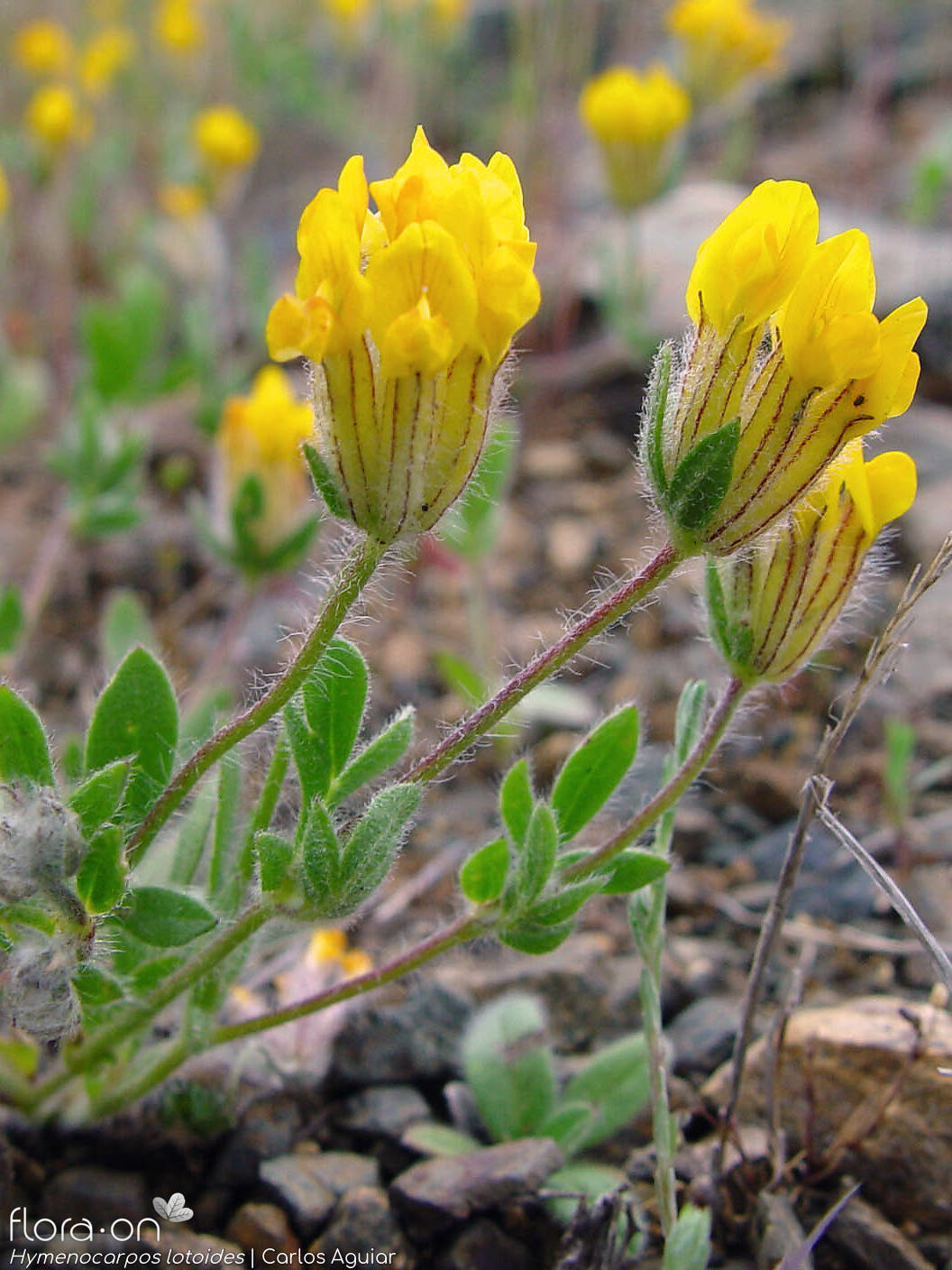 Hymenocarpos lotoides - Flor (geral) | Carlos Aguiar; CC BY-NC 4.0