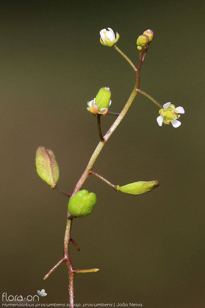 Hymenolobus procumbens procumbens - Flor (geral) | João Neiva; CC BY-NC 4.0