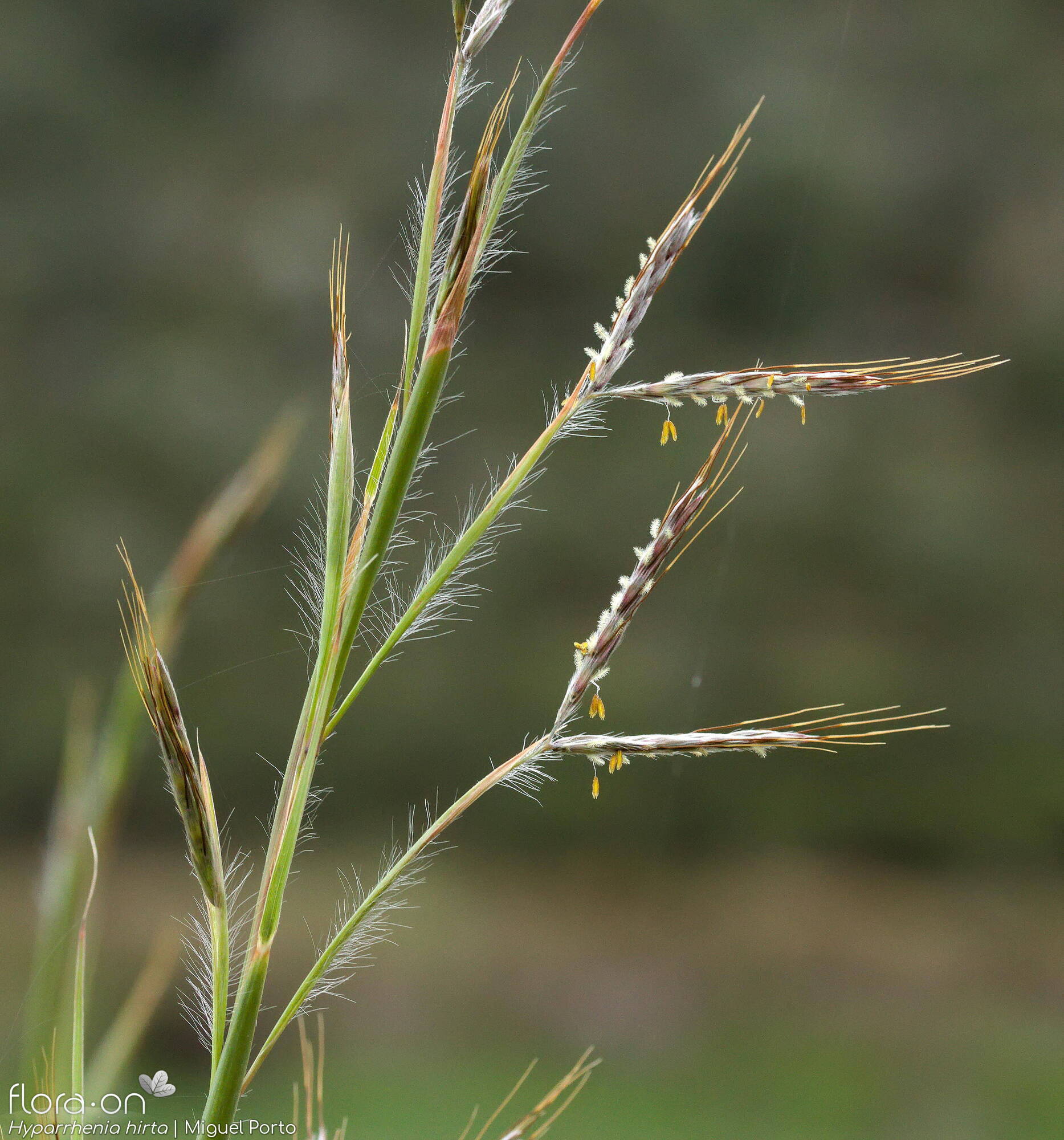 Hyparrhenia hirta - Flor (close-up) | Miguel Porto; CC BY-NC 4.0