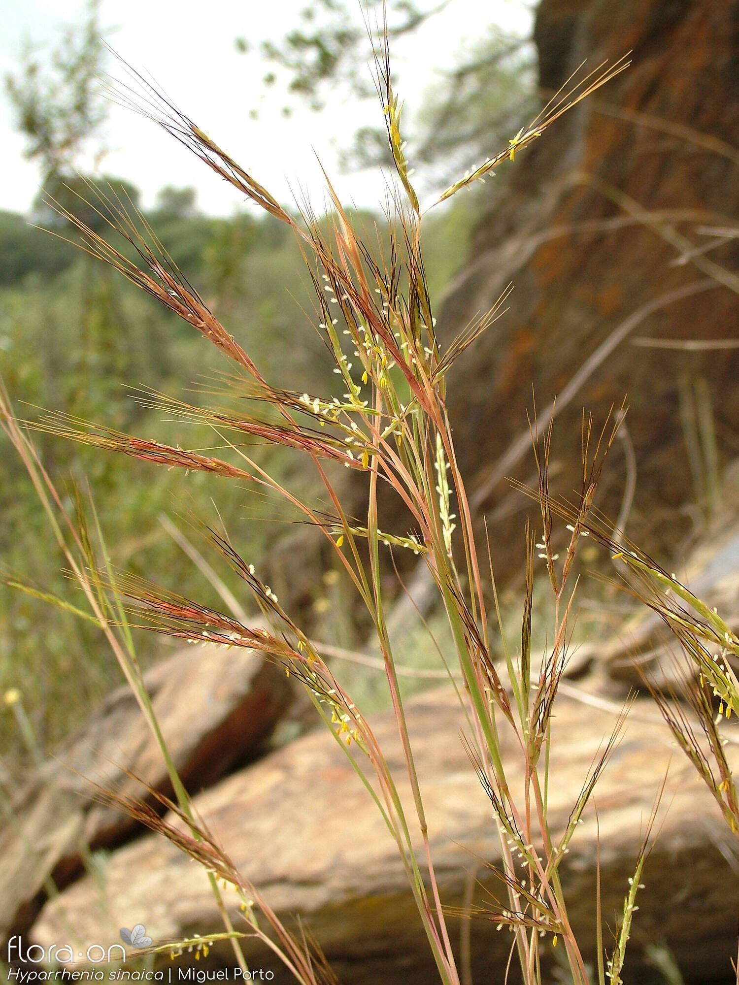 Hyparrhenia sinaica - Flor (geral) | Miguel Porto; CC BY-NC 4.0