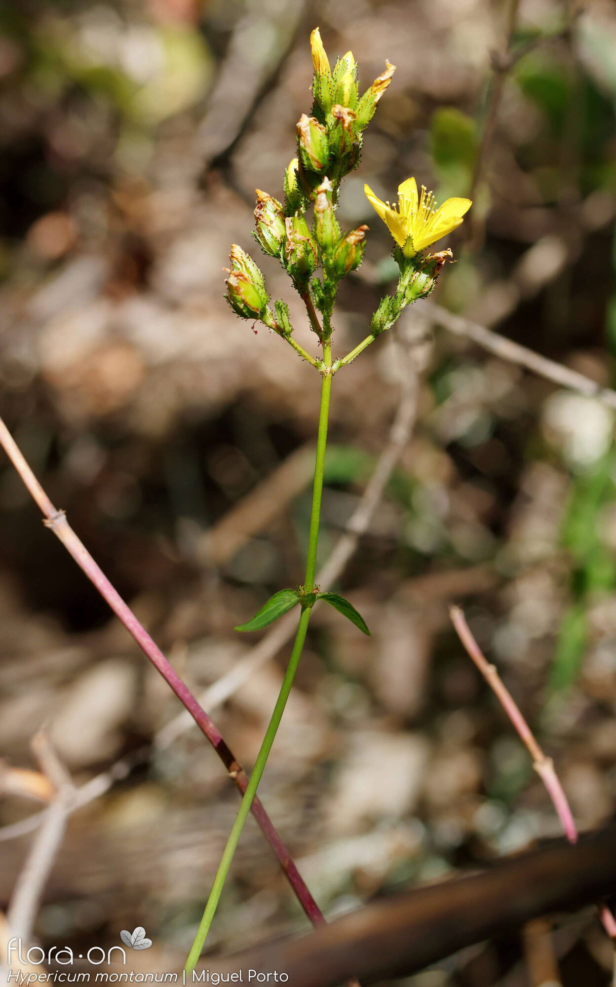 Hypericum montanum - Flor (geral) | Miguel Porto; CC BY-NC 4.0