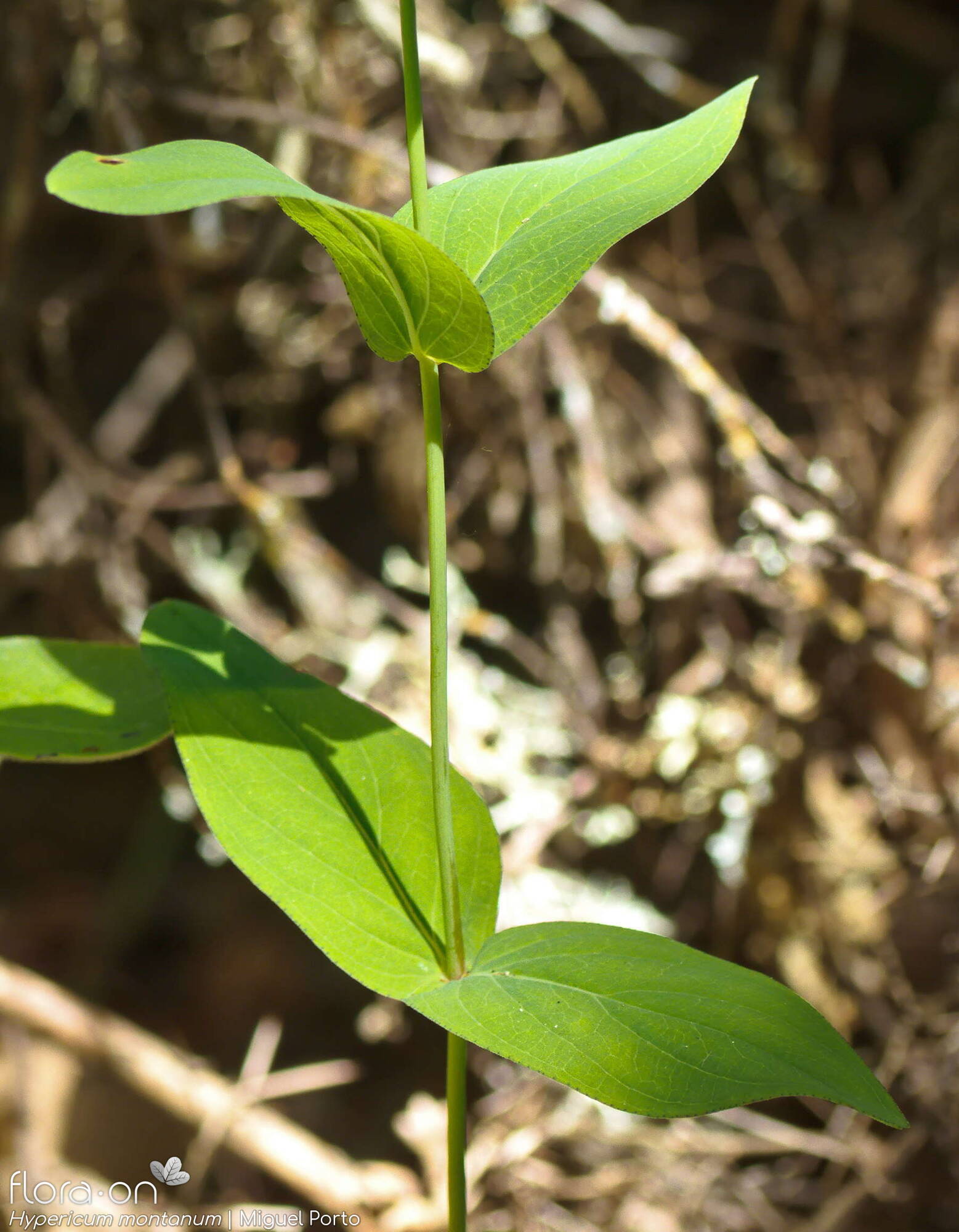 Hypericum montanum - Folha (geral) | Miguel Porto; CC BY-NC 4.0