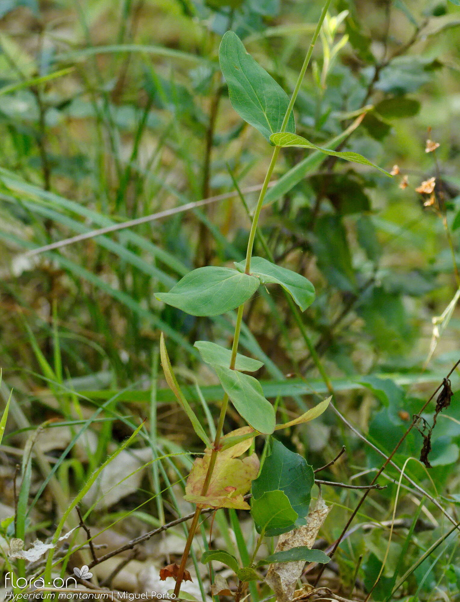 Hypericum montanum - Folha (geral) | Miguel Porto; CC BY-NC 4.0