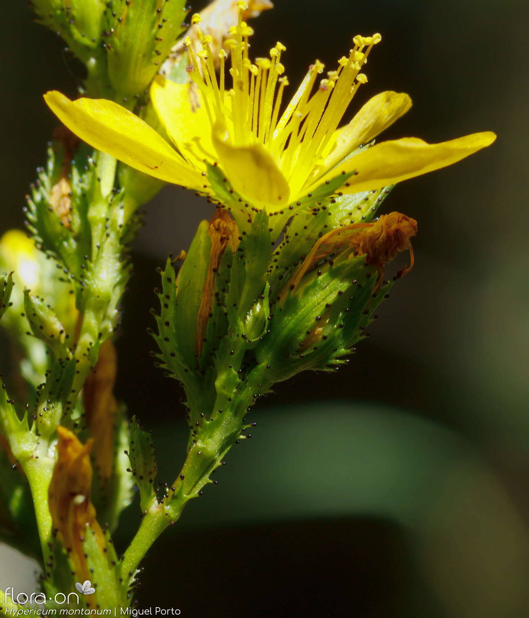 Hypericum montanum - Flor (close-up) | Miguel Porto; CC BY-NC 4.0