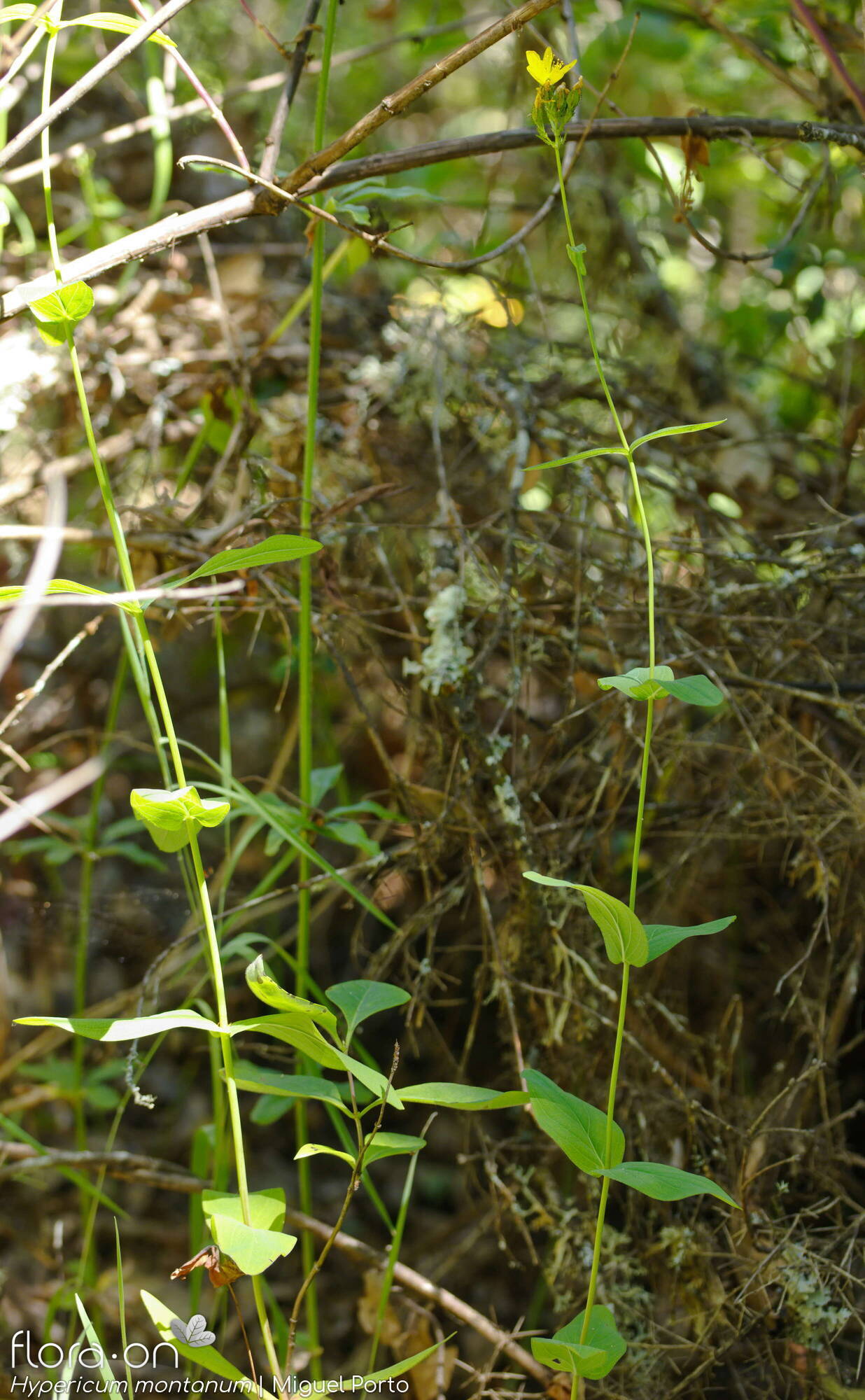 Hypericum montanum - Folha (geral) | Miguel Porto; CC BY-NC 4.0