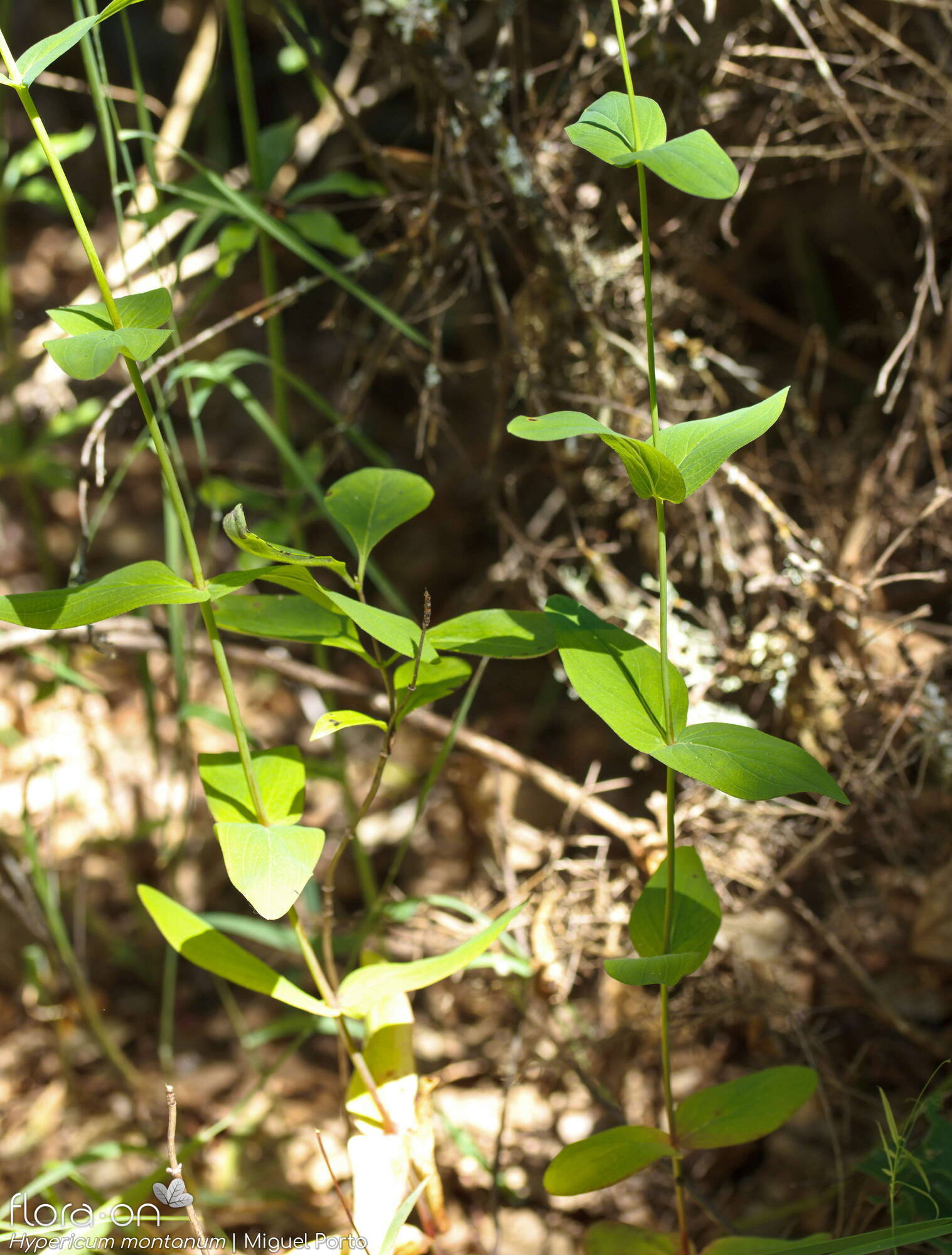 Hypericum montanum - Folha (geral) | Miguel Porto; CC BY-NC 4.0