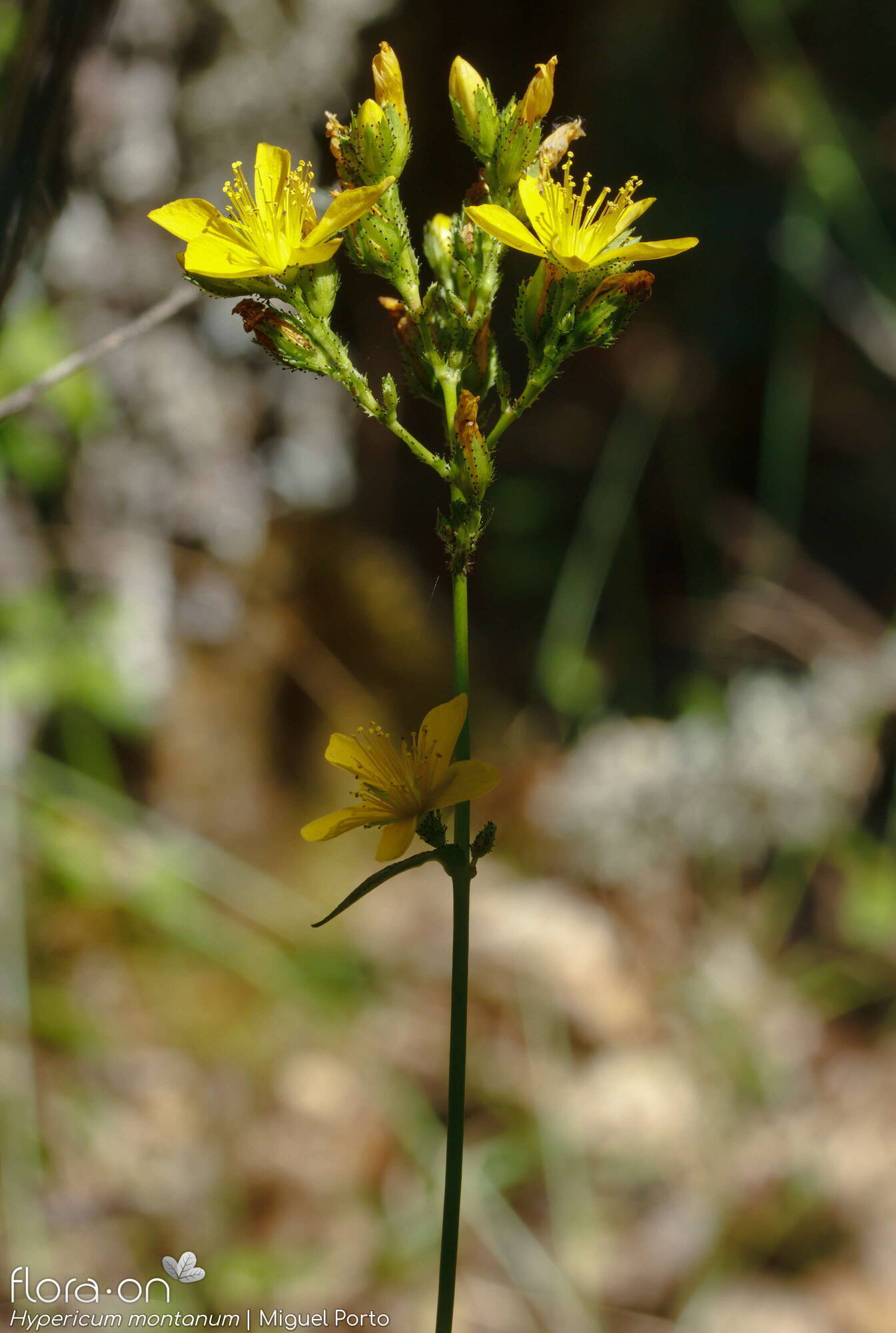 Hypericum montanum - Flor (geral) | Miguel Porto; CC BY-NC 4.0