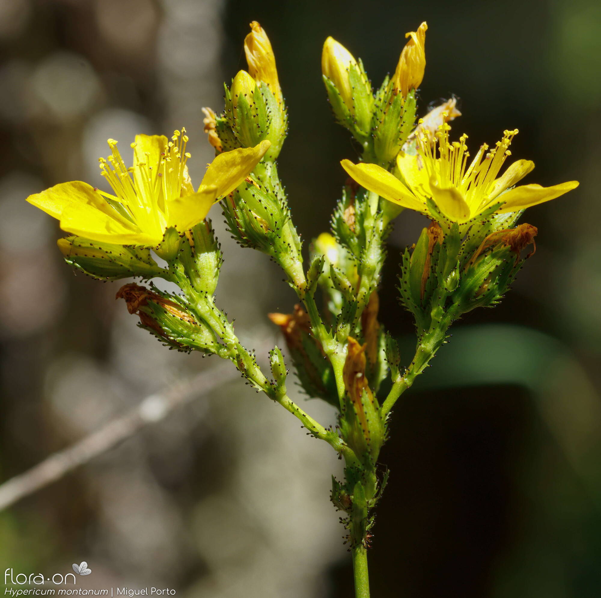 Hypericum montanum - Flor (geral) | Miguel Porto; CC BY-NC 4.0