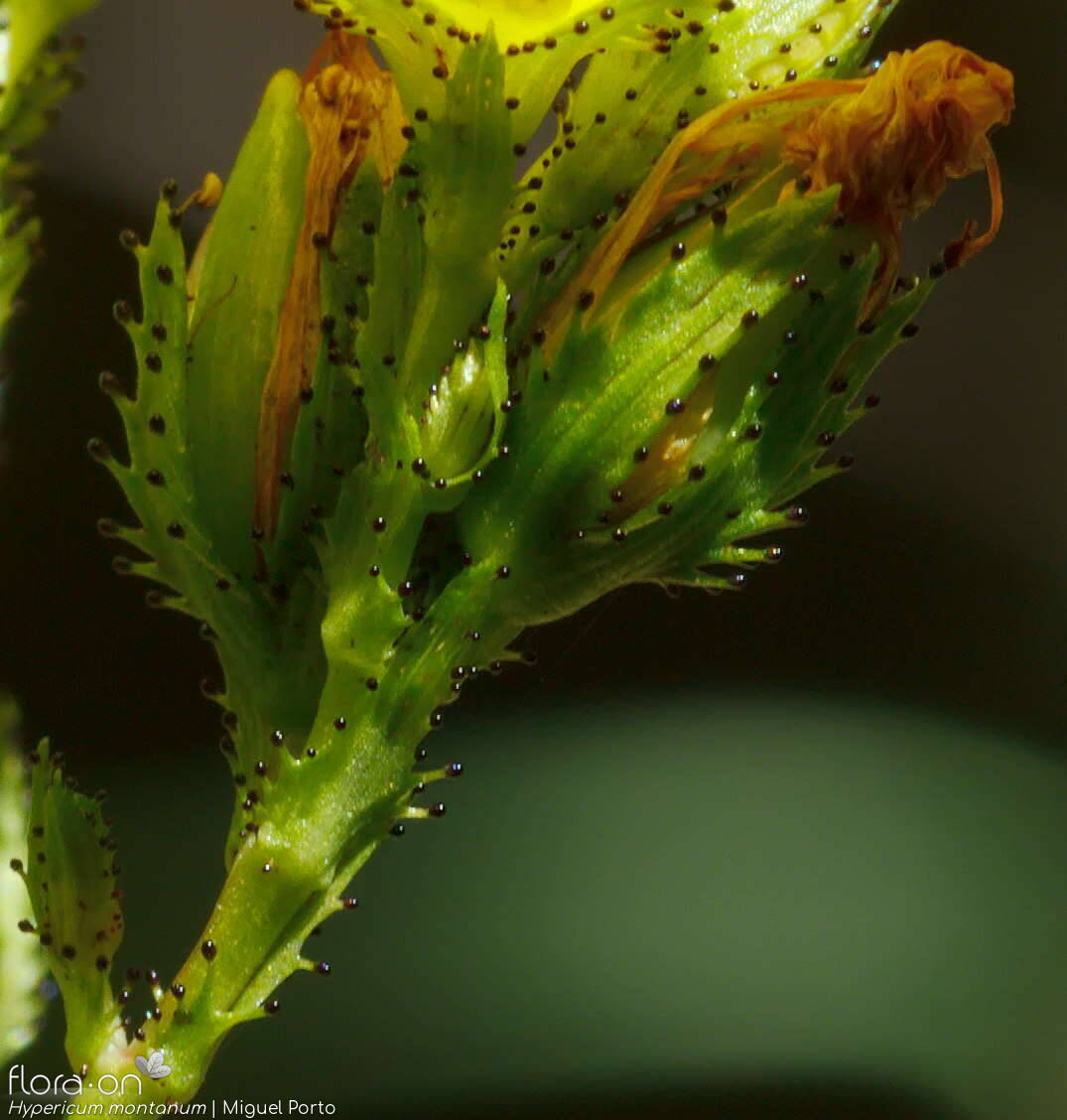 Hypericum montanum - Cálice | Miguel Porto; CC BY-NC 4.0