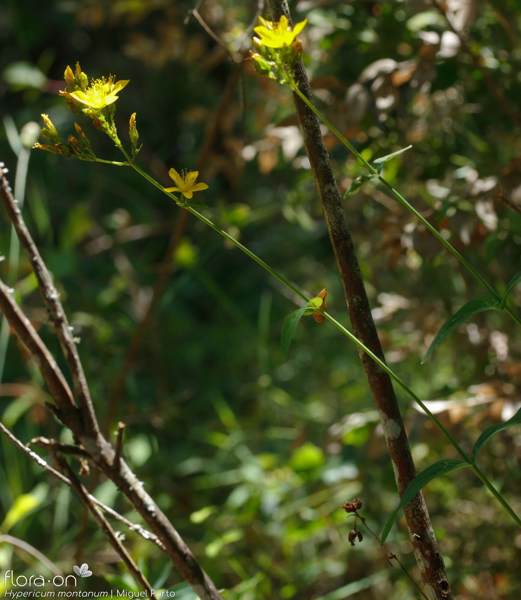 Hypericum montanum - Hábito | Miguel Porto; CC BY-NC 4.0