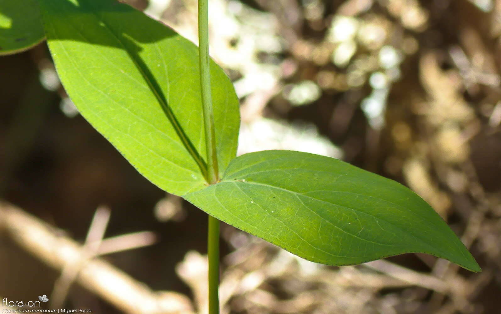 Hypericum montanum - Folha | Miguel Porto; CC BY-NC 4.0